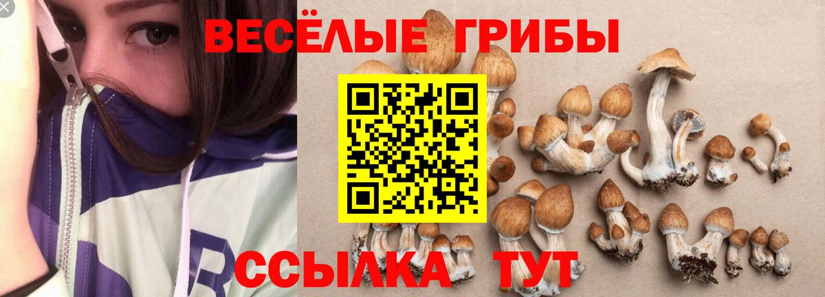хочу   Вход с VPN  Кропоткин  Галлюциногенные грибы Psilocybe 